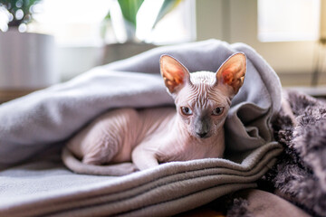 Chat sans poil de race Sphynx 