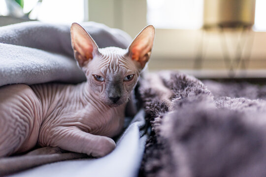 Sphynx Stock Photos And Royalty Free Images Vectors And Illustrations Adobe Stock Sphynx Stock Photos And Royalty Free Images Vectors And Illustrations Adobe Stock