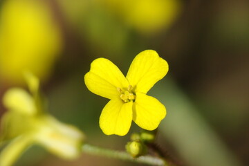 Wildflower (Brassica barrelieri)