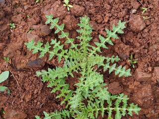 Plant (Brassica barrelieri)