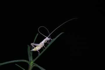 Tree crickets on wild plants, North China