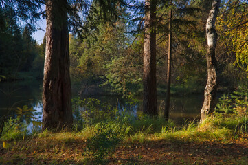 Summer landscape, forest trees are reflected in calm river water against a background of blue sky and white clouds.