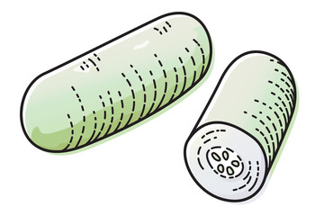 Winter melon isolated on white background. Vector illustration of vegetabl