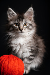 Fototapeta na wymiar Little Maine Coon puppy sitting on the floor with a red ball of yarn.