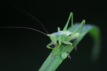 Katydids on wild plants, North China