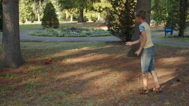 Little caucasian boy looks at a squirrel in a park in summer, curiosity, nature childhood