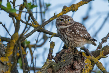 Steinkauz (Athene noctua)