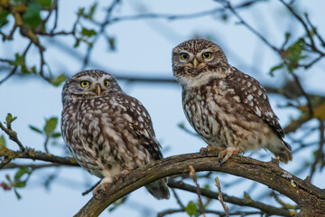 Steinkauz (Athene noctua)