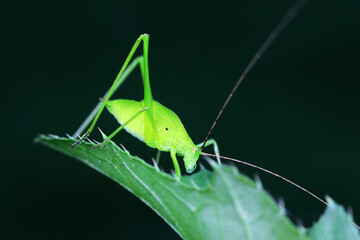 Katydids on wild plants, North China