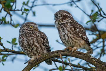 Steinkauz (Athene noctua)