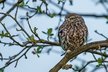 Steinkauz (Athene noctua)