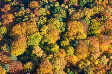 Sachsenwald, Herbstwald aus der Luft, Luftbild des  Blätterdach