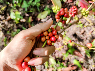 The hand of the gardeners picking up the coffee beans.  Fresh coffee from the farm, Robusta seeds.  Coffee industry
