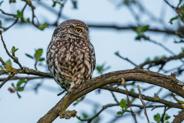 Steinkauz (Athene noctua)