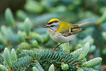 Sommergoldhähnchen (Regulus ignicapillus)