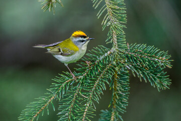 Sommergoldhähnchen (Regulus ignicapillus)