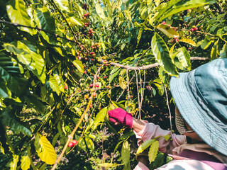 Gardener women  are collecting coffee beans from the tree. Coffee farming in Asia