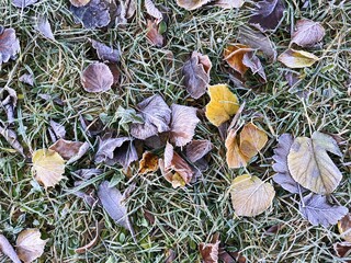 yellow and brown leaves frozen and spread on green grass in the cold nature