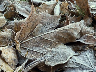 brown autumn leaves of a maple tree covered in frost 