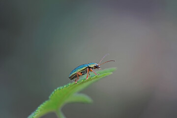 Leaf beetles inhabit wild plants in North China