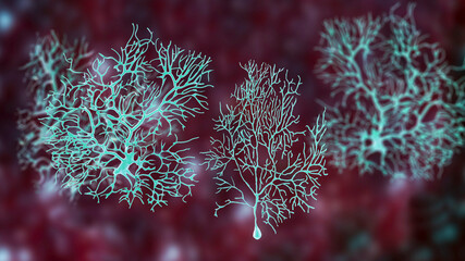 Purkinje neuron, GABAergic neuron located in the cerebellum