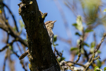 Wendehals (Jynx torquilla)