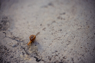 Walking snail