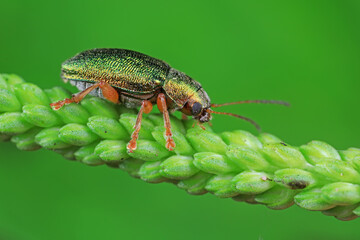 Naklejka premium Leaf beetles inhabit wild plants in North China