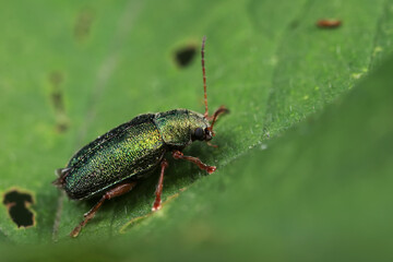 Leaf beetles inhabit wild plants in North China