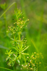 Morning field background with wild flowers. Wild flowers in a meadow nature.