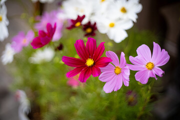 コスモスの近影