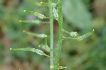 White Mustard (Sinapis alba)