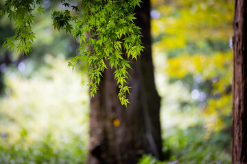 緑の楓の葉っぱ