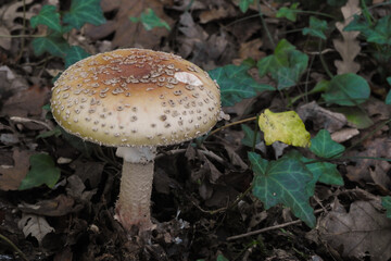 Fungo Amanita rubescens tra le foglie nel sottobosco in Autunno