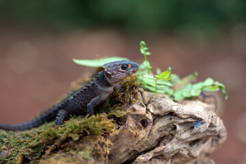 Crocodile skink lizard on their environment