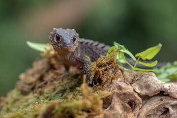 Crocodile skink lizard on their environment