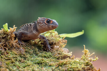 Crocodile skink lizard on their environment