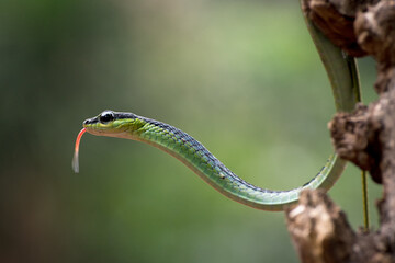 The beautiful bronzeback tree snake(Dendrelaphis formosus) on tree branch