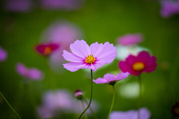 Fototapeta premium コスモス畑のコスモス