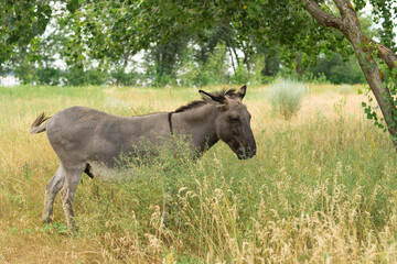 Gray donkey in a thicket of grass