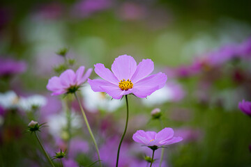 コスモス畑のコスモス