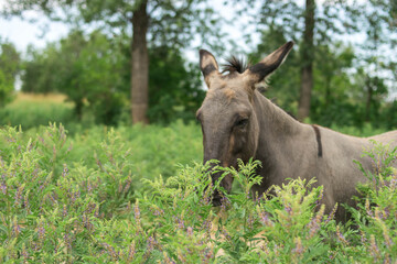 Gray donkey in a thicket of grass