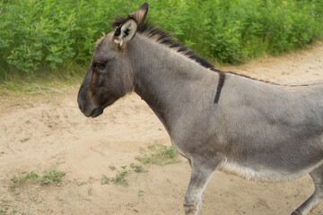 Fototapeta premium A gray donkey walks on the sand