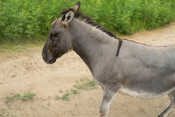 A gray donkey walks on the sand
