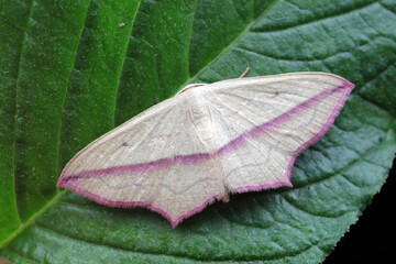 Moths on leaves in nature, North China Plain