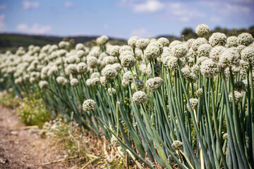 Field of allium buds or onion's flower , garlic's flower