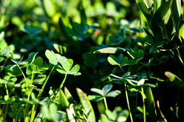 Obraz premium Green Leaves