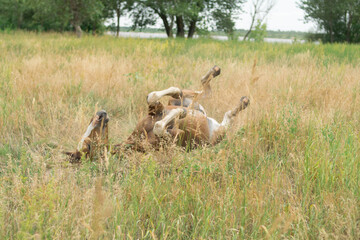 A horse with reddish white spots rolls on the grass