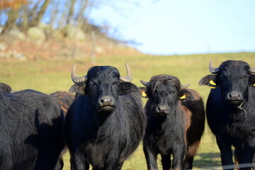 Wasserbüffel auf der winterlichen Weide