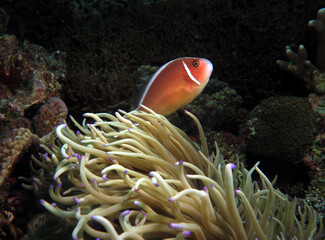 Naklejka na ściany i meble Pink skunk clownfish or pink anemonefish looking up Cebu Philippines